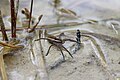 Raft Spider - Dolomedes fimbriatus (13672549013).jpg
