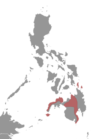 <span class="mw-page-title-main">Basilan flying squirrel</span> Species of rodent