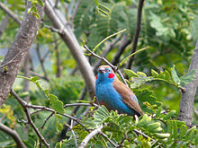 Berpipi merah cordon-bleu.jpg