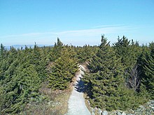 Dense red spruce forest in its native habitat at the summit of Spruce Knob, West Virginia RedSpruceForestOnSpruceKnobWV.JPG