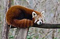 Red Panda (16498305740).jpg