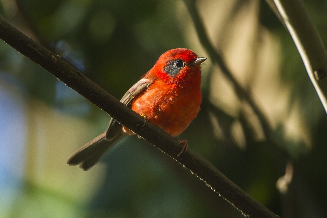 Red warbler