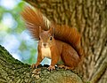 11 Red squirrel (21808) uploaded by Rhododendrites, nominated by Rhododendrites,  22,  0,  0