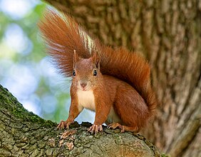 Red squirrel on branch of tree