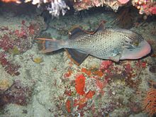 Yellowmargin triggerfish at Apo Reef, Philippines Reef4262 - Flickr - NOAA Photo Library.jpg