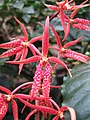 Renanthera cornuta