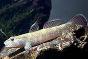 Rhinogobius sp. CO