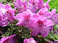 Rhododendron calostrotum subsp. keleticum