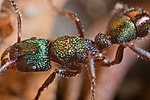 Зеленоголовый муравей11 сентября 2021