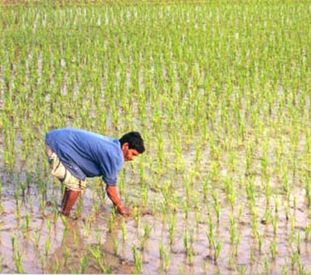 Tập_tin:Rice_Field.jpg