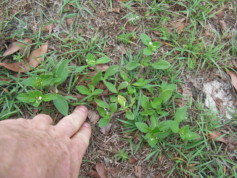 File:Richardia brasiliensis plant2 (14769840847).jpg