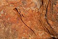 wmau:File:Ring-tailed Dragon at Watarrka National Park.jpg