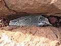 River tern chick at Koyna lake