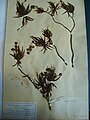 herbarium specimen