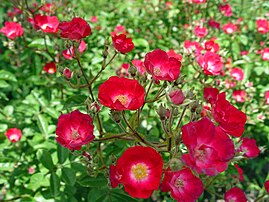 'Vivaldi', Lens 1984 R. multiflora × (seedling × 'Robin Hood')