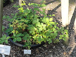 Rubus sulcatus - Botanischer Garten, Frankfurt am Main - DSC02453.JPG