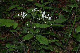 Rubus ursinus