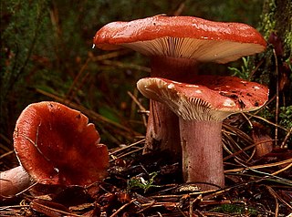 <i>Russula sanguinaria</i>