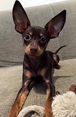 russian toy terrier short hair