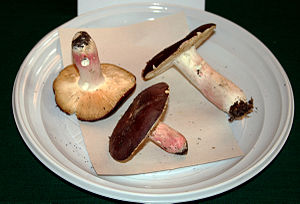 Russula badia 1.jpg