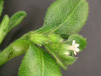 SP090540 Myosotis antarctica subsp. traillii Kirk WELT Te Papa 1253936 592892.jpg