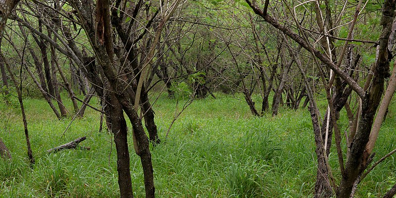 File:Sabal Palm Sanctuary, Cameron Co. TX, 11 April 2016.jpg