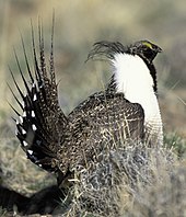 Sagebrush provides habitat and food for a variety of animal species, such as this sage grouse.