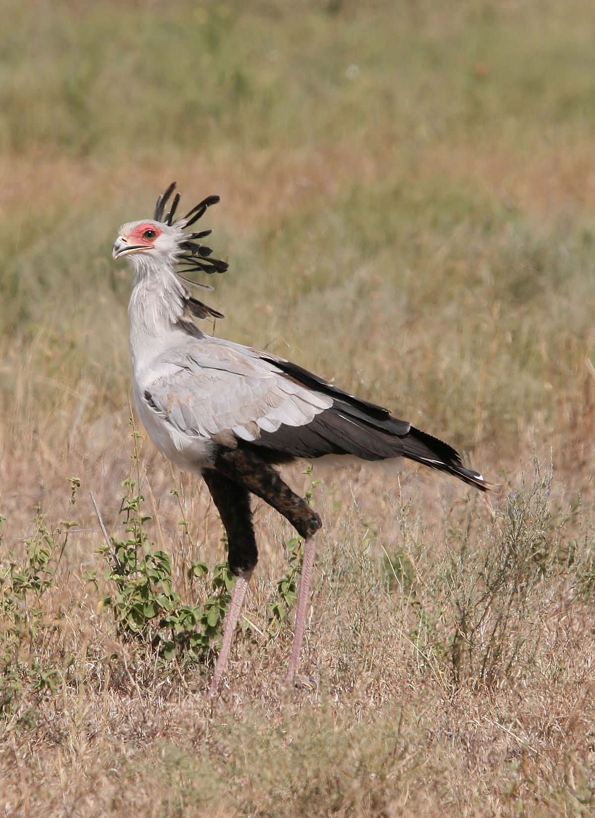 Secretarybird Wikipedia   1200px Sagittarius Serpentarius Sekretär.JPG