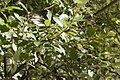 Français : Salix caprea Sablière de Morrière Plailly (Oise), France