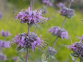 Opis obrazu Salvia leucophylla.JPG.