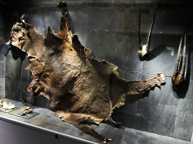 Some of the first known saola remains, Zoological Museum of Copenhagen