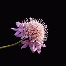 Scabiosa atropurpurea maritima "pincushion flowers".jpg