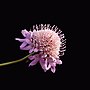 Scabiosa atropurpurea için küçük resim