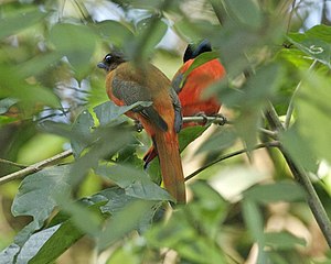 Scarlet-rumped Trogon (Harpactes duvaucelii) - pair.jpg