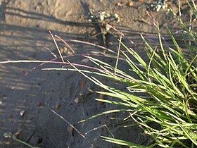 Schedonnardus paniculatus