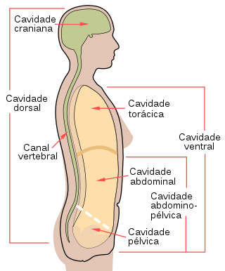Tinea corporal (Tinea corporis) - Distúrbios da pele - Manual MSD Versão  Saúde para a Família