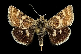 <i>Schinia intermontana</i> Species of moth