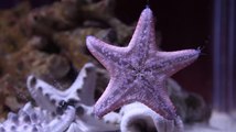 File:Seastar.webm