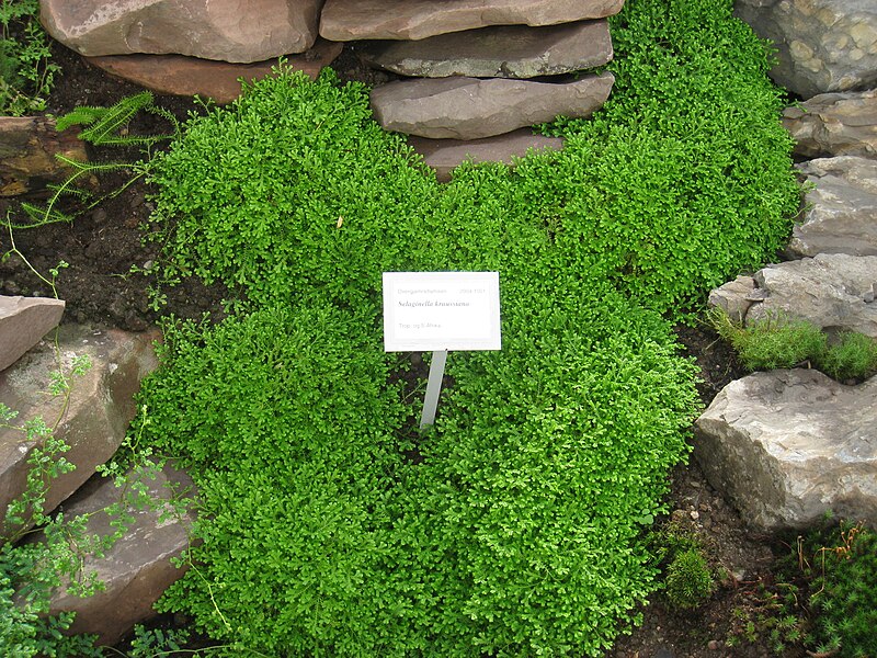 File:Selaginella kraussiana - Oslo Botanical Garden - IMG 9031.jpg