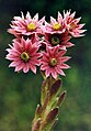 Sempervivum arachnoideum