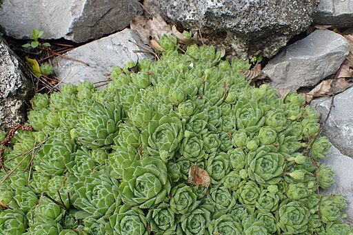 Sempervivum giuseppii kz01