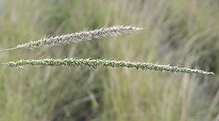 <i>Setaria vulpiseta</i> Species of plant