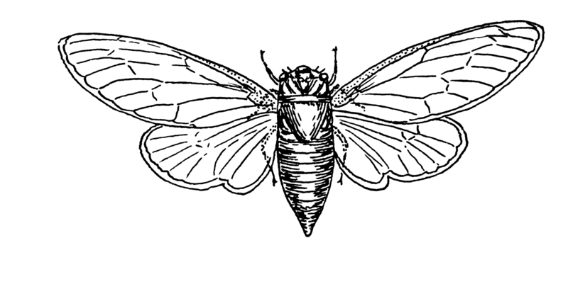 File:Seventeen-year old cicada (PSF).png