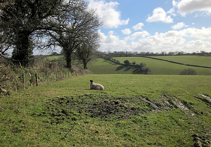 File:Sheep pasture south of Linkinhorne - geograph.org.uk - 4376057.jpg