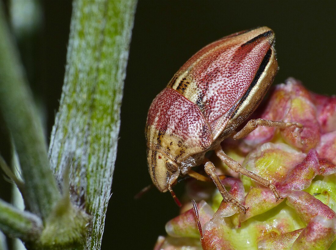 Odontotarsus purpureolineatus