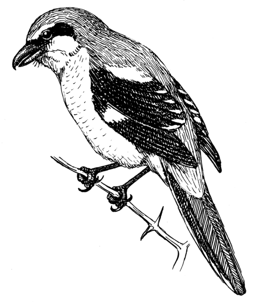 File:Shrike (PSF).png