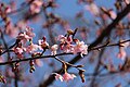 P017 修禅寺紅寒桜 Shuzenjibenikanzakura 花の写真