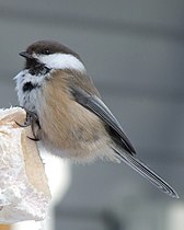 Lapplandmeise (Poecile cincta): zirkumpolar verbreitet.