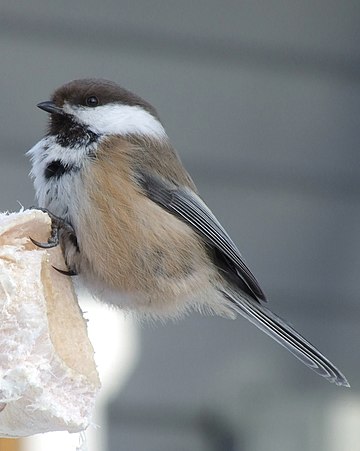 Mésange lapone