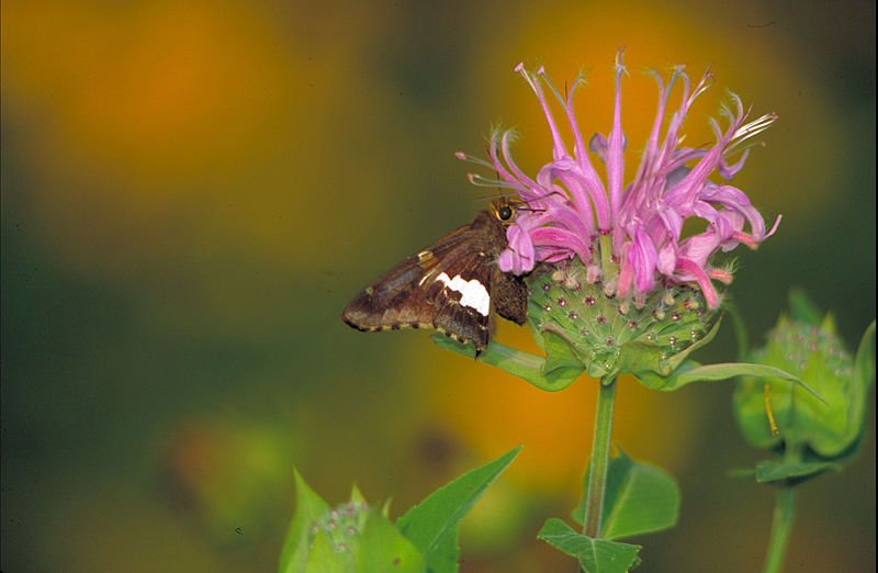 File:Silver spotted skipper on Wild bergamot.jpg